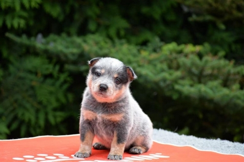 HILLARY - female - 4,5 weeks old